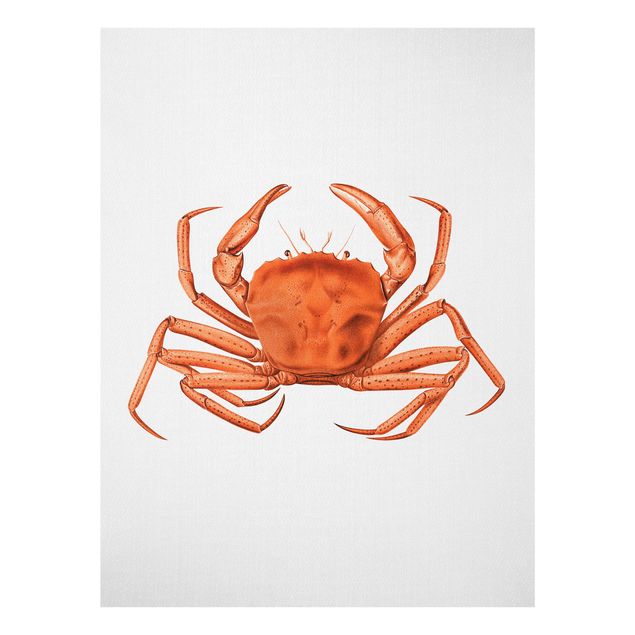 Billeder hav Vintage Illustration Red Crab