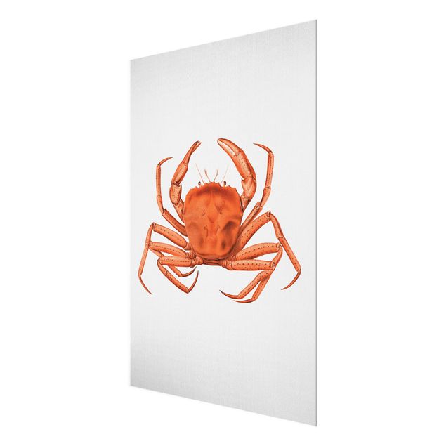 Glasbilleder strande Vintage Illustration Red Crab