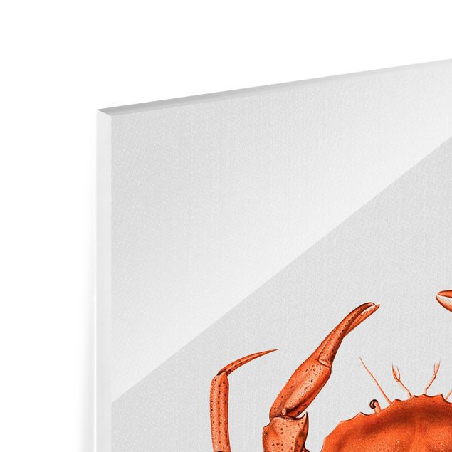 Glasbilleder dyr Vintage Illustration Red Crab