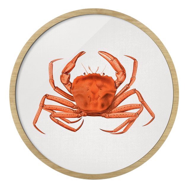 Billeder strande Vintage Illustration Red Crab