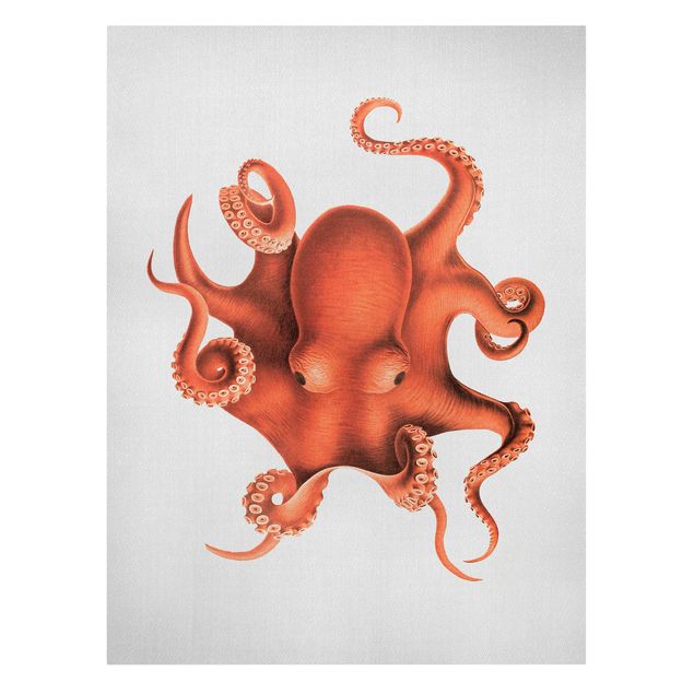 Billeder hav Vintage Illustration Red Octopus
