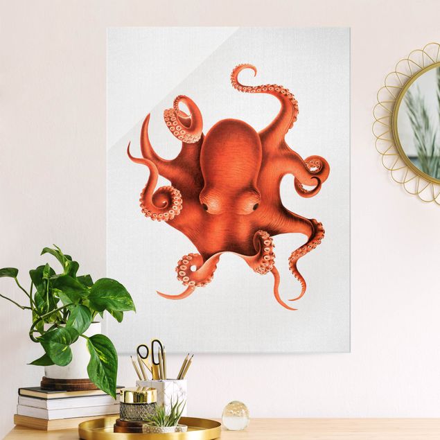 Billeder fisk Vintage Illustration Red Octopus