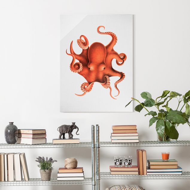 Glasbilleder landskaber Vintage Illustration Red Octopus