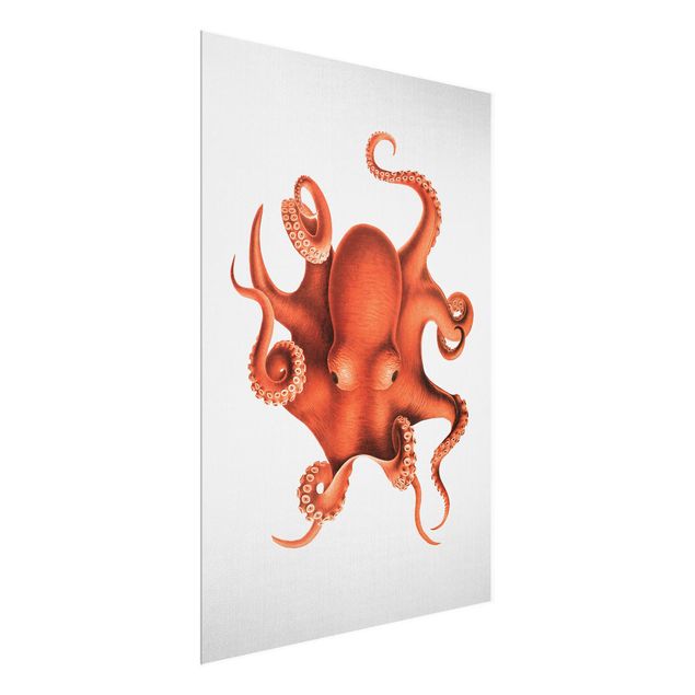 Billeder strande Vintage Illustration Red Octopus