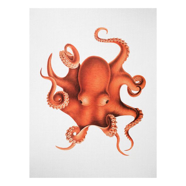 Billeder hav Vintage Illustration Red Octopus