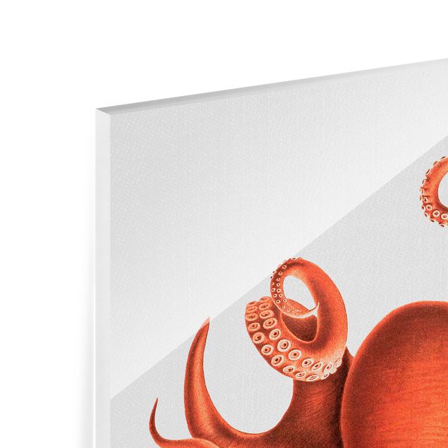 Glasbilleder dyr Vintage Illustration Red Octopus