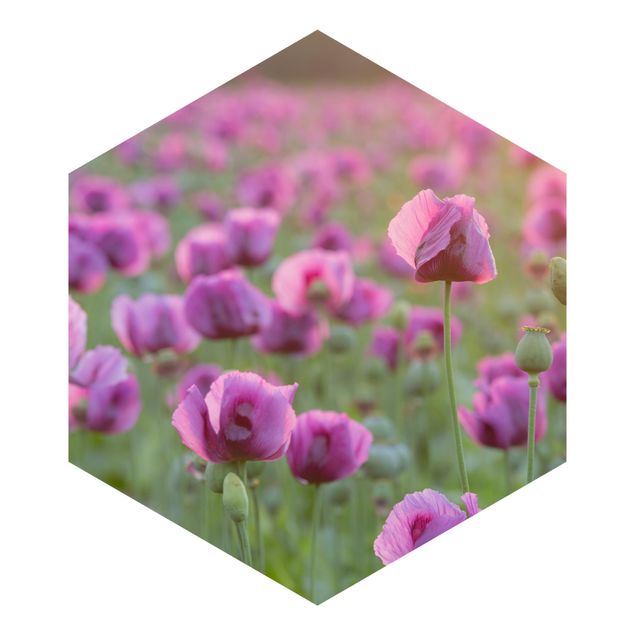 Tapet grøn Purple Poppy Flower Meadow In Spring