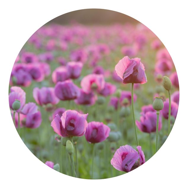 Moderne tapet Purple Poppy Flower Meadow In Spring