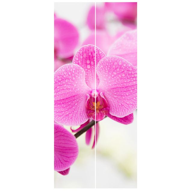 Fototapet blomster Close-Up Orchid