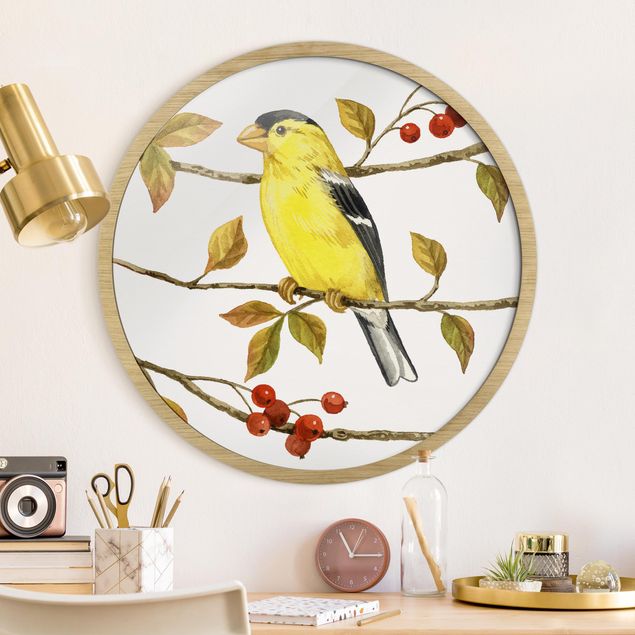 Rund billeder Birds And Berries - American Goldfinch
