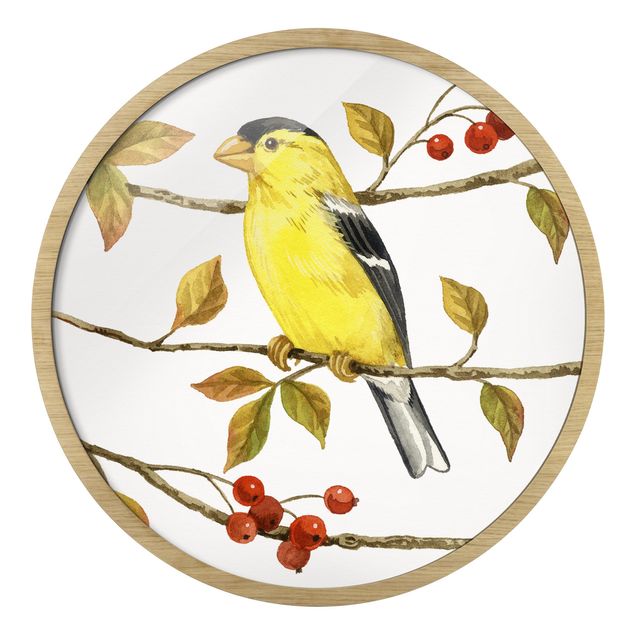 Billeder gul Birds And Berries - American Goldfinch