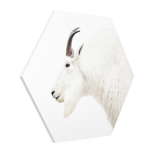 Billeder dyr White Mountain Goat
