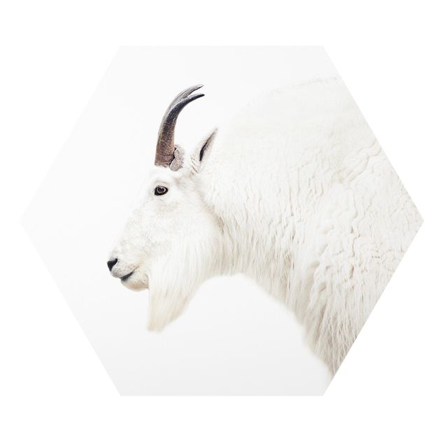 Forex White Mountain Goat