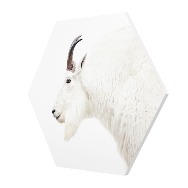 Billeder Monika Strigel White Mountain Goat