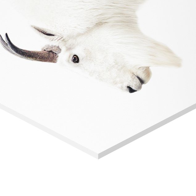 Sekskantede billeder White Mountain Goat