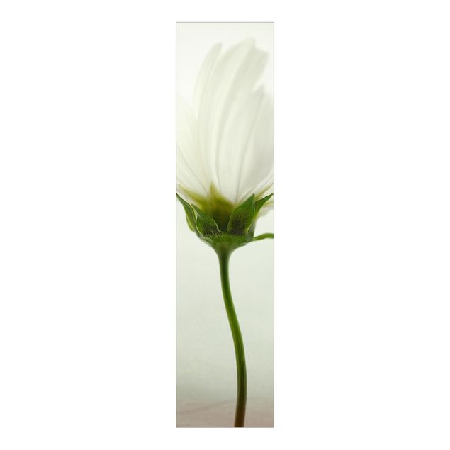 Panelgardiner blomster White Cosmos