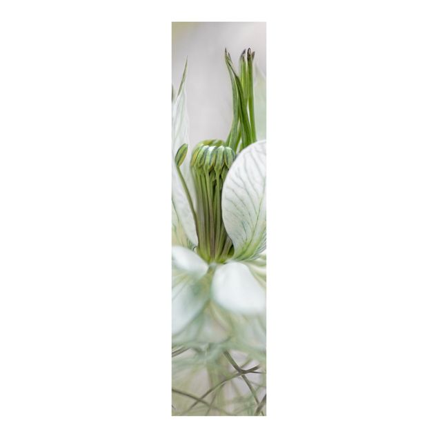 Panelgardiner blomster White Nigella