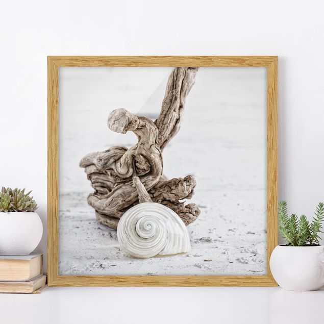 Indrammede plakater strande White Snail Shell And Root Wood