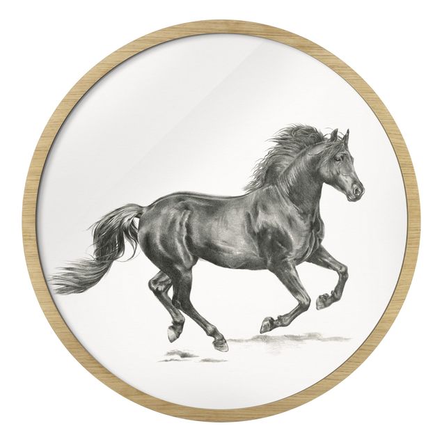 Indrammede plakater dyr Study Of Wild Horses - Stallion
