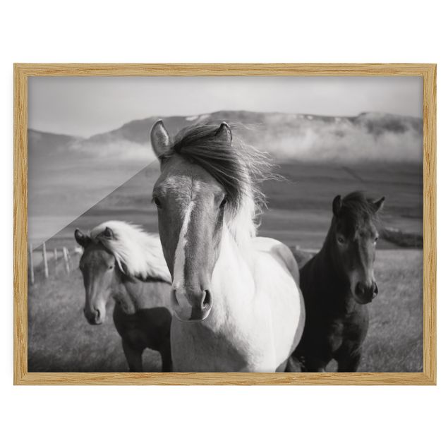 Indrammede plakater dyr Wild Horses Black And White