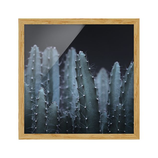 Billeder blomster Desert Cactus At Night