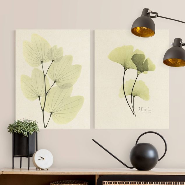 Billeder blomster X-Ray - Orchid Tree Leaves & Ginkgo