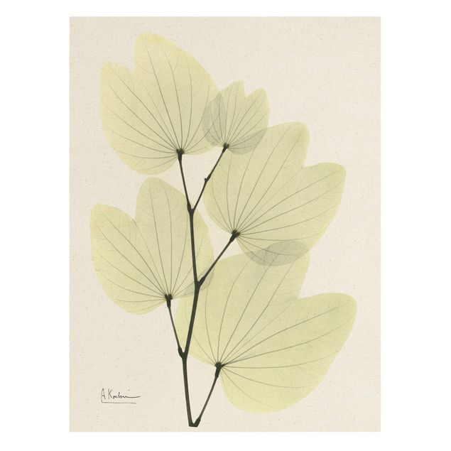 Billeder blomster X-Ray - Orchid Tree Leaves