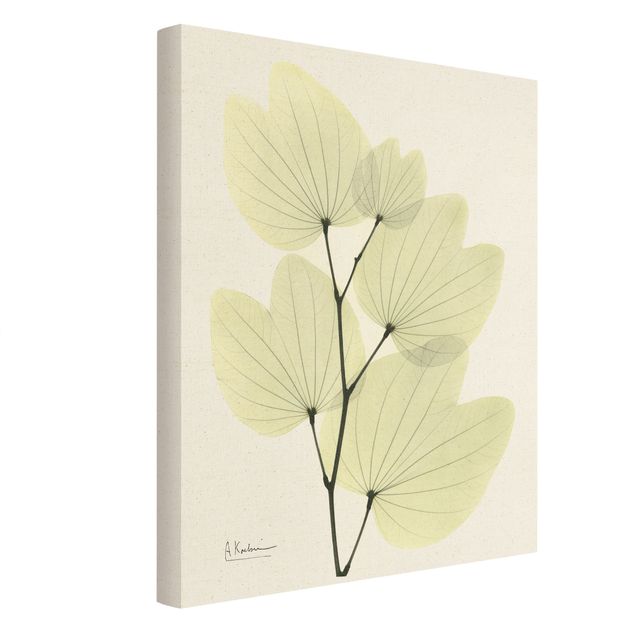Billeder blomster X-Ray - Orchid Tree Leaves