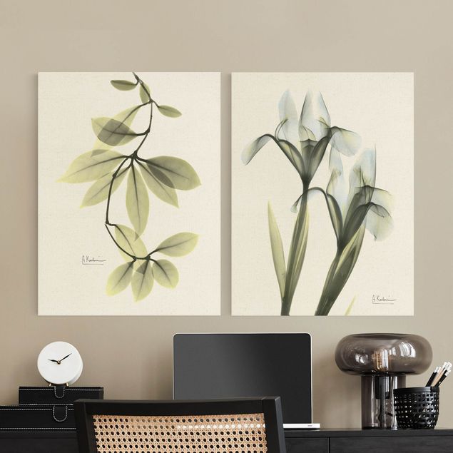 Billeder grøn X-Ray - Hoya Leaves & Iris