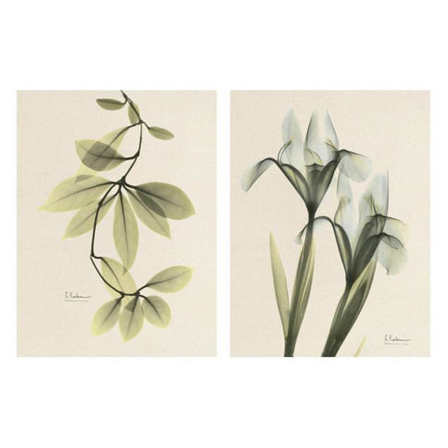 Billeder X-Ray - Hoya Leaves & Iris