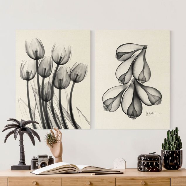 Billeder sort og hvid X-Ray - Tulips & Fig Shells