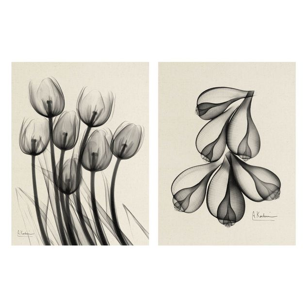 Billeder X-Ray - Tulips & Fig Shells