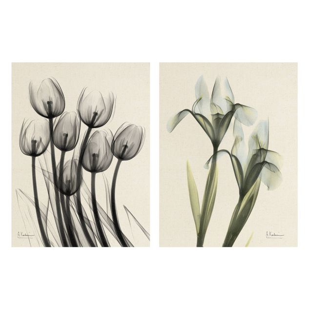 Billeder X-Ray - Tulips & Iris