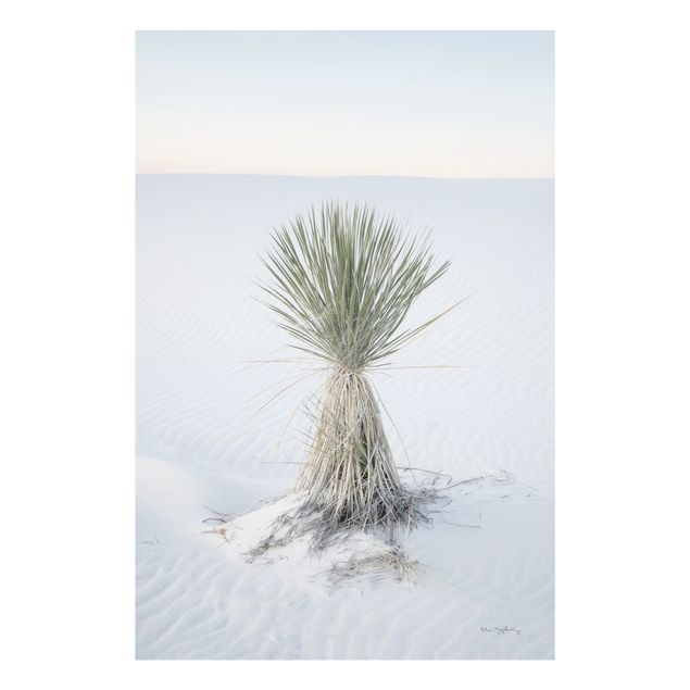 Billeder moderne Yucca palm in white sand