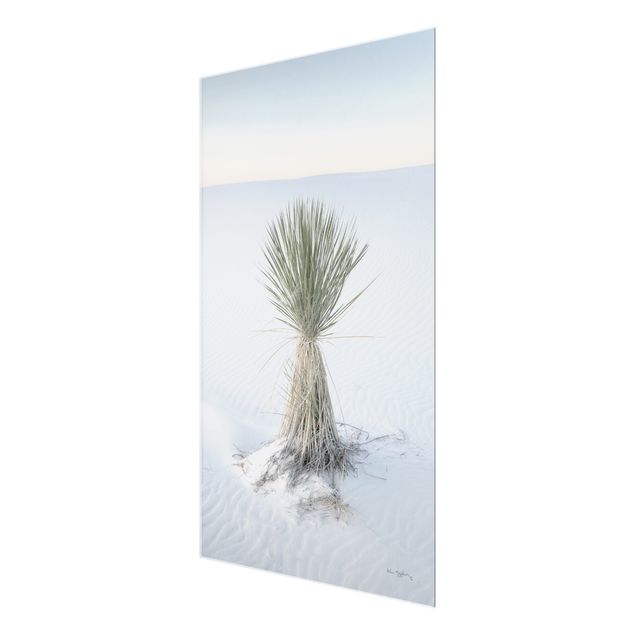 Billeder blå Yucca palm in white sand