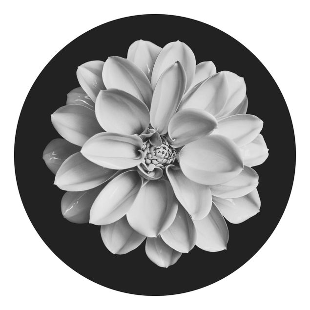 Tapet sort hvid Delicate Dahlia In Black And White