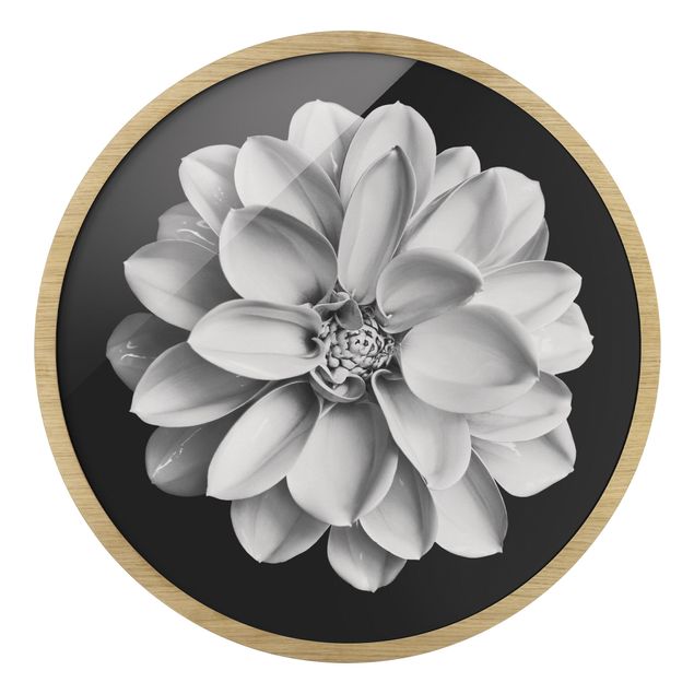 Indrammede plakater kunsttryk Delicate Dahlia In Black And White
