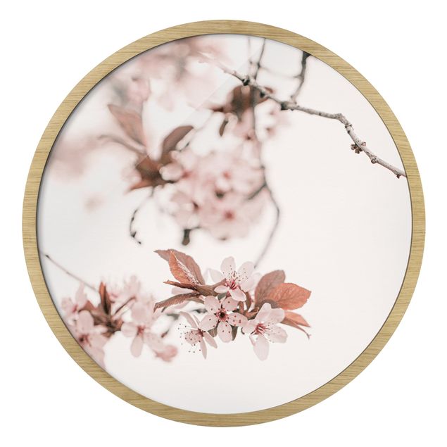Billeder lyserød Delicate Cherry Blossoms On A Twig