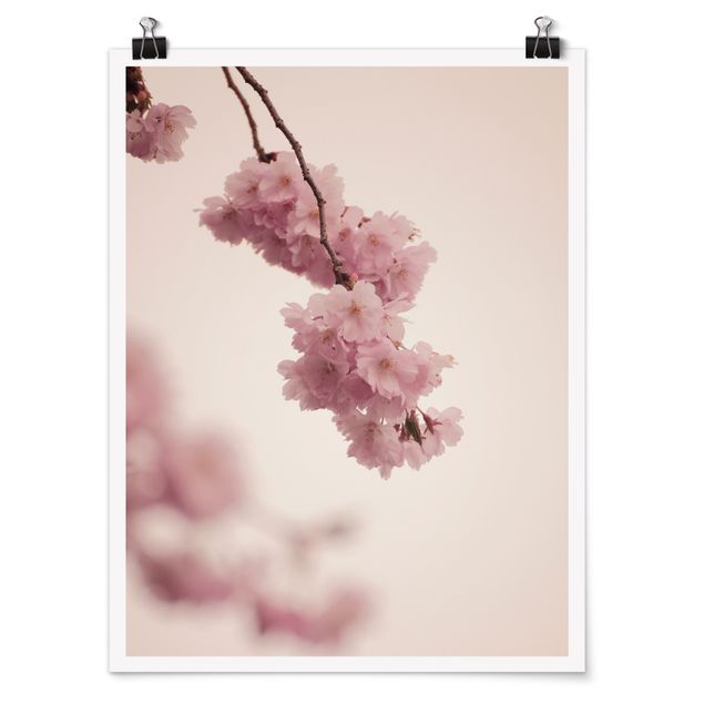Billeder blomster Pale Pink Spring Flower With Bokeh