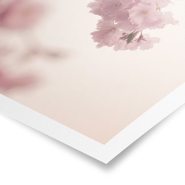 Billeder lyserød Pale Pink Spring Flower With Bokeh