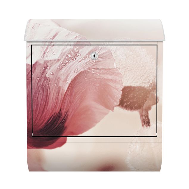 Postkasser lyserød Pale Pink Poppy Flower With Water Drops
