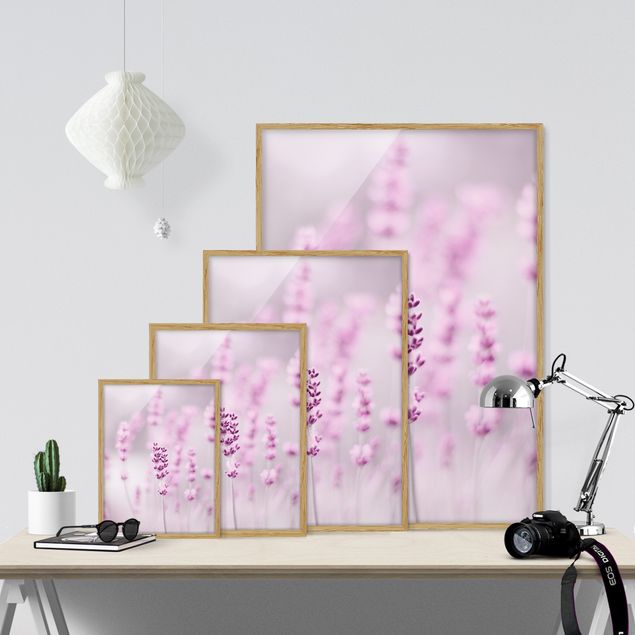 Billeder lilla Pale Purple Lavender