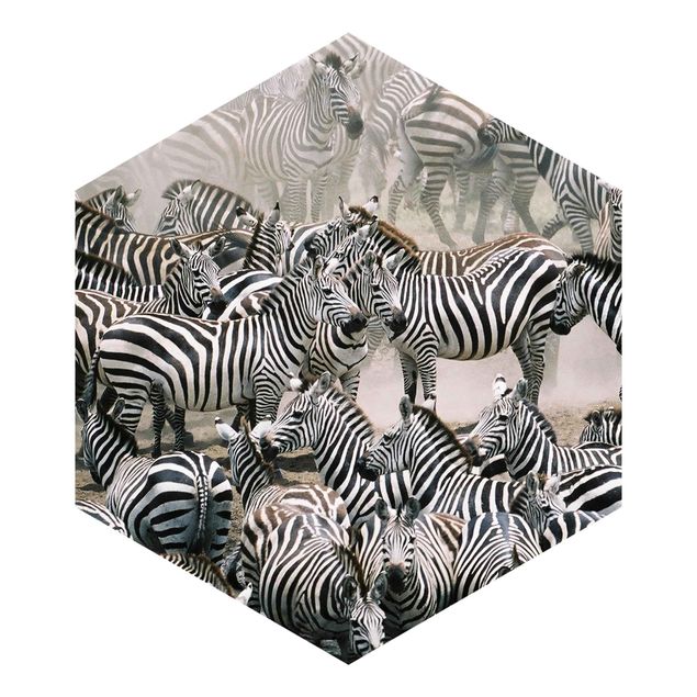 Sekskantede Tapeter Zebra Herd