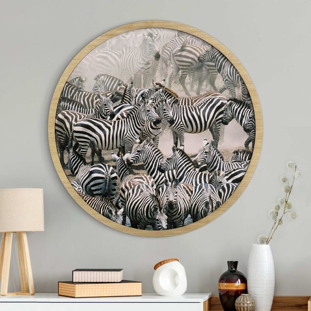Rund billeder Zebra Herd