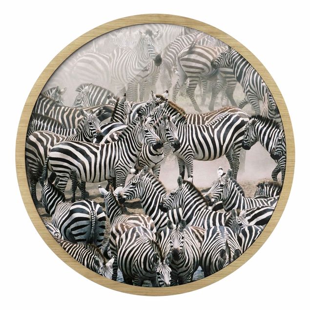 Billeder Afrika Zebra Herd