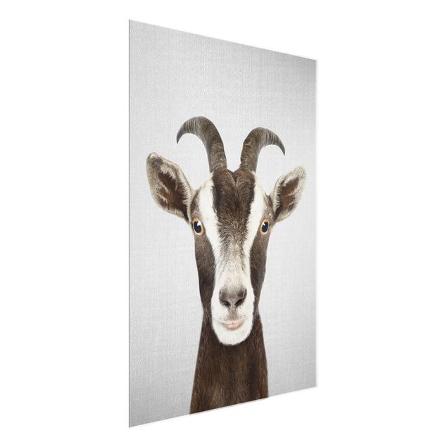 Billeder moderne Goat Zora