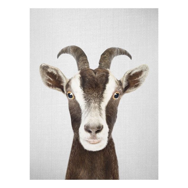 Billeder sort og hvid Goat Zora
