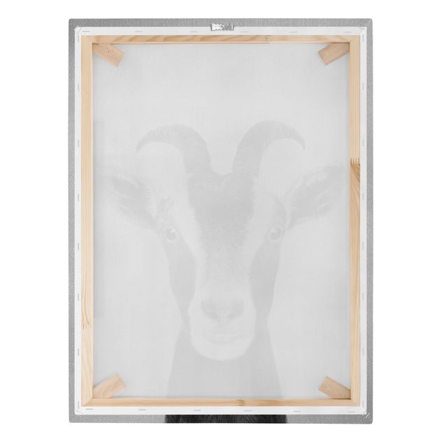 Billeder Goat Zora Black And White