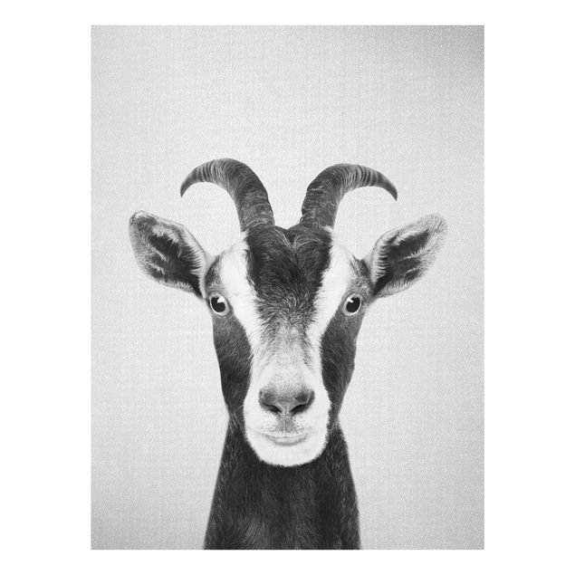 Billeder sort og hvid Goat Zora Black And White